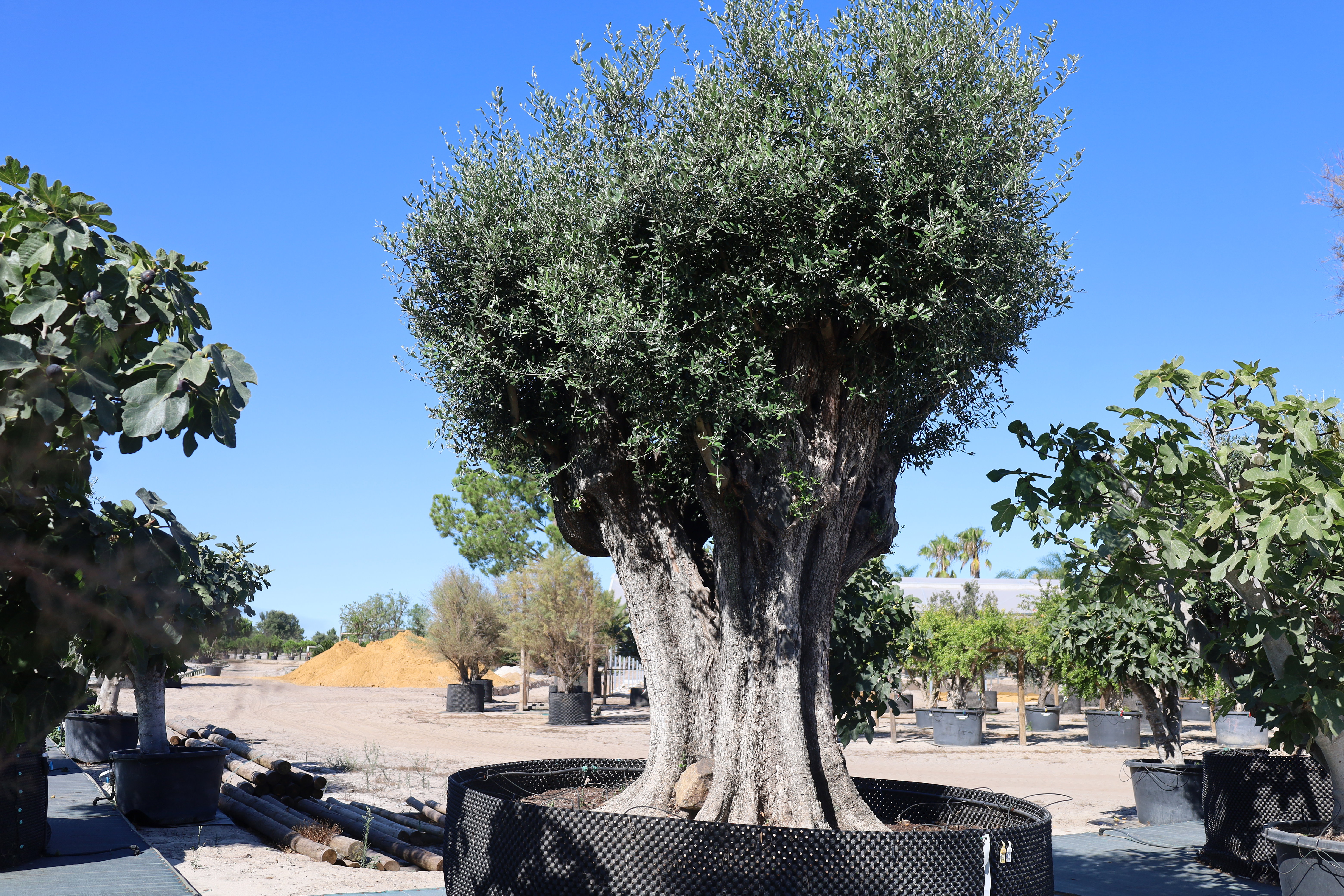 Olea europaea