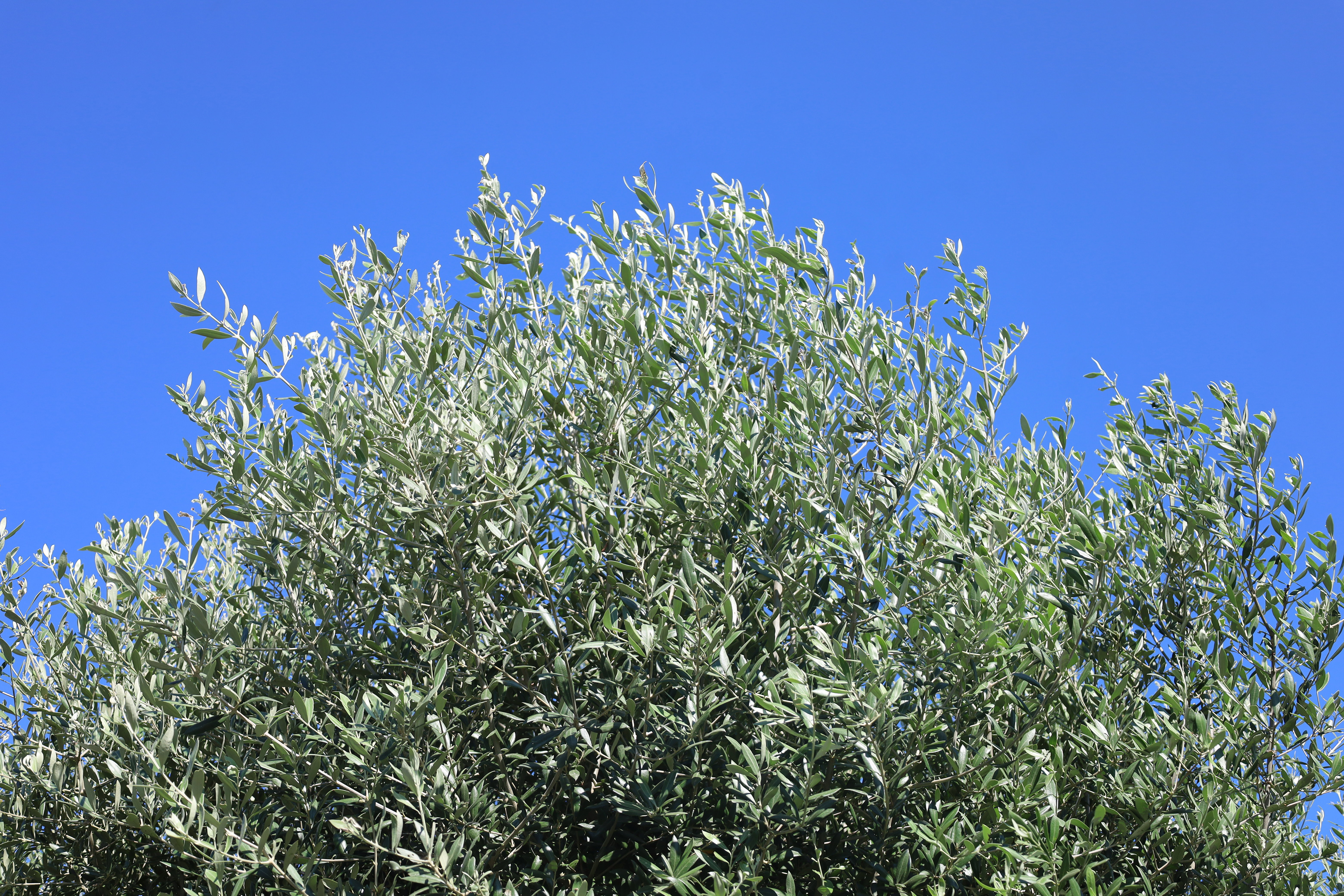 Olea europaea
