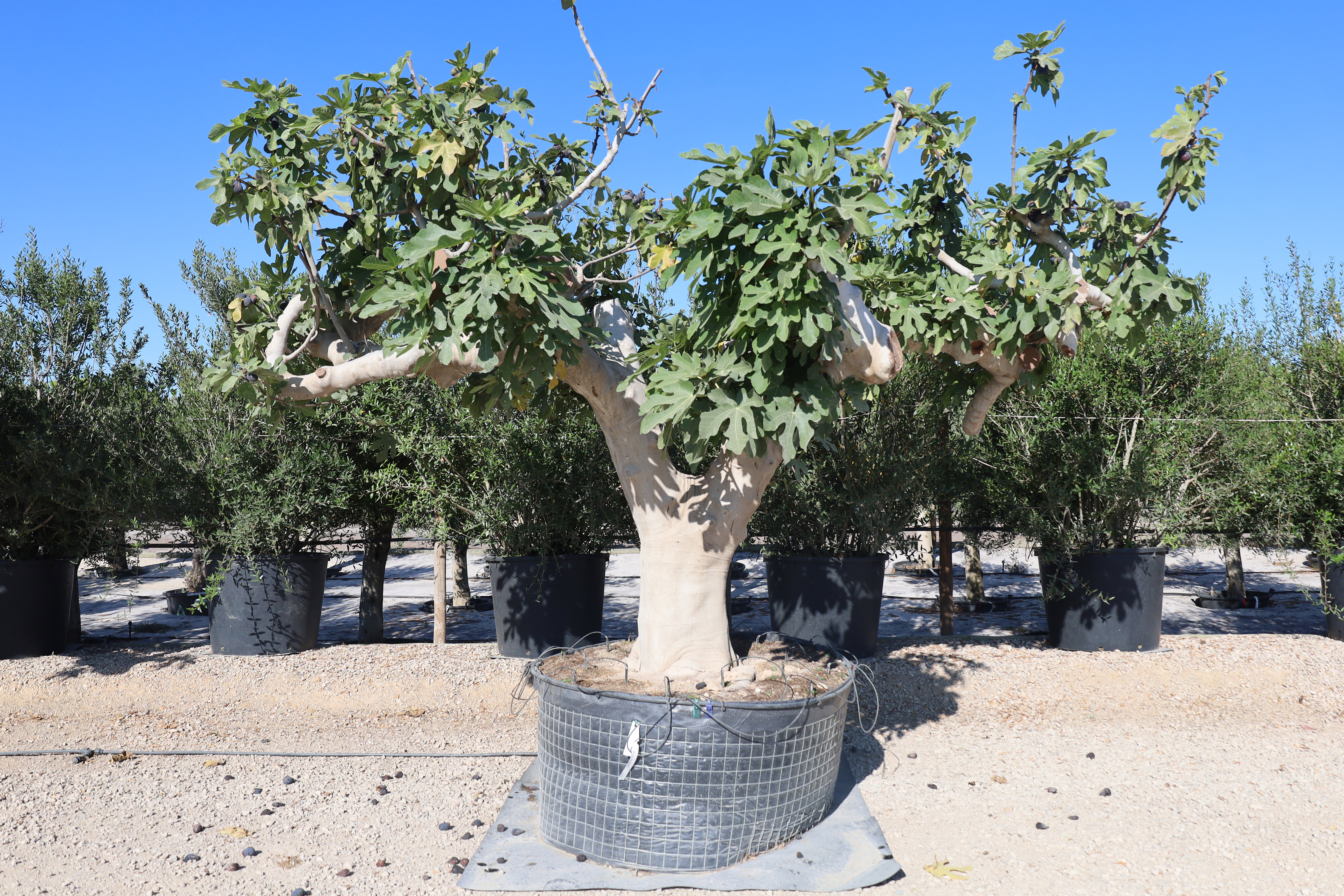 Ficus carica