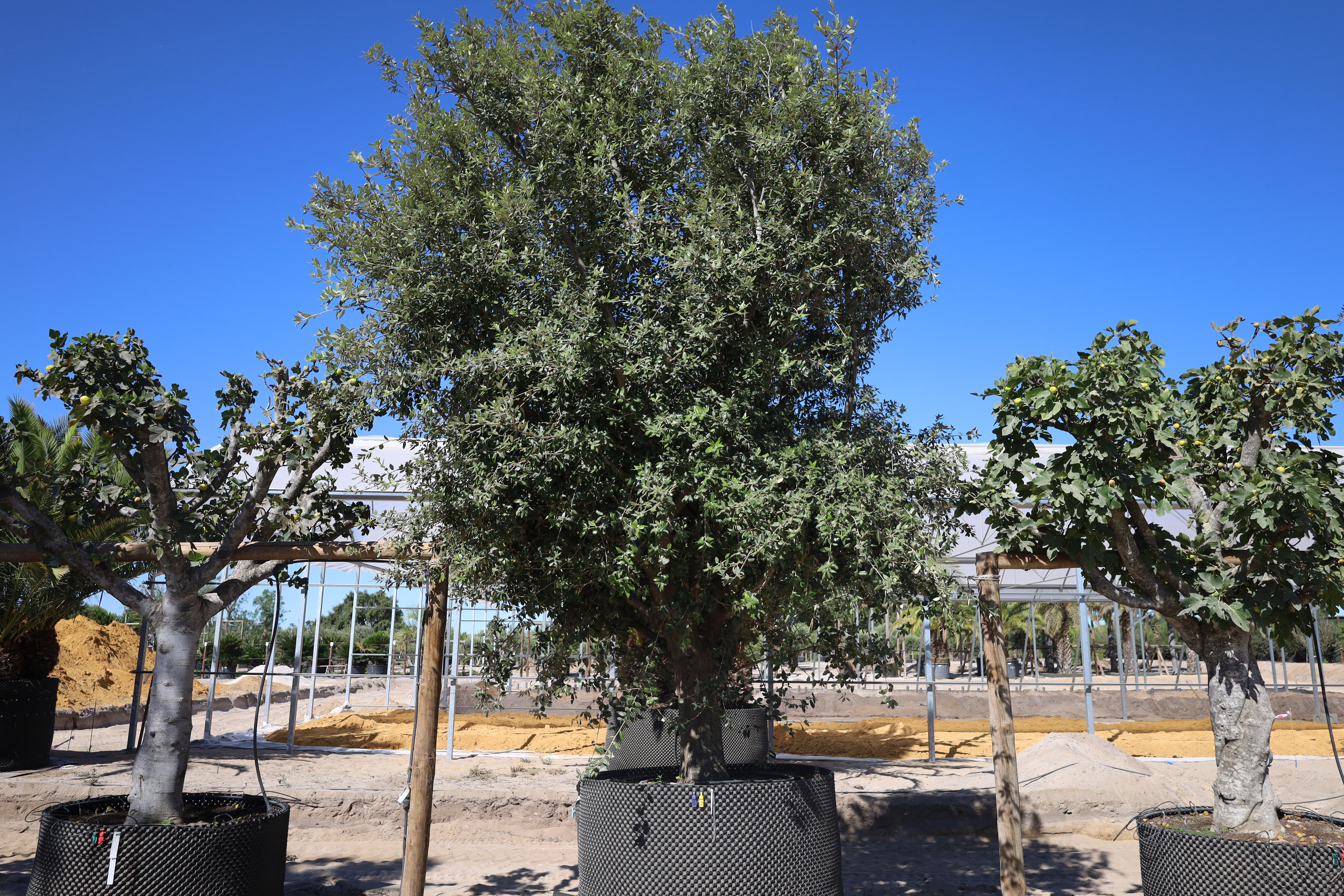 Quercus ilex
