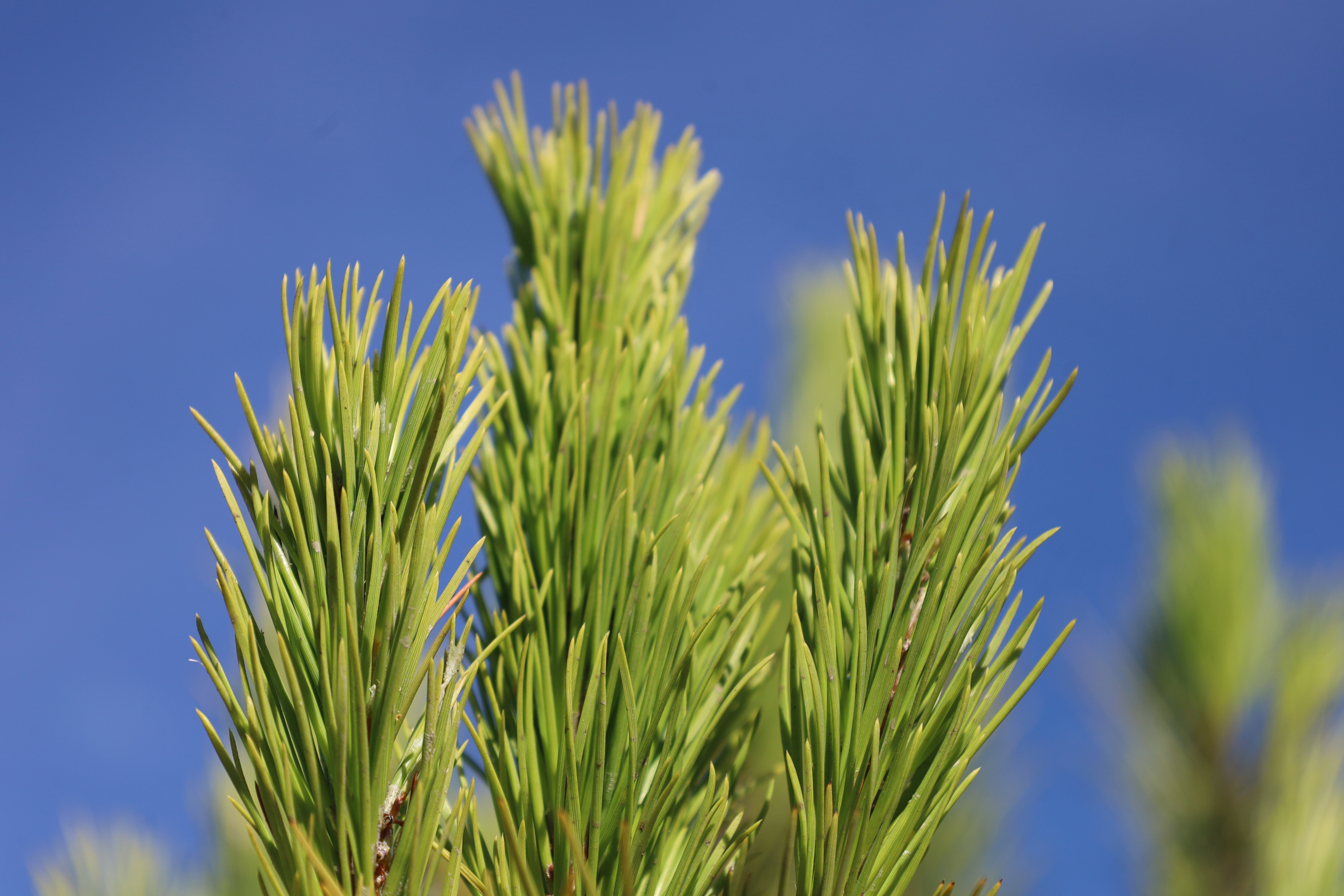 Pinus pinea