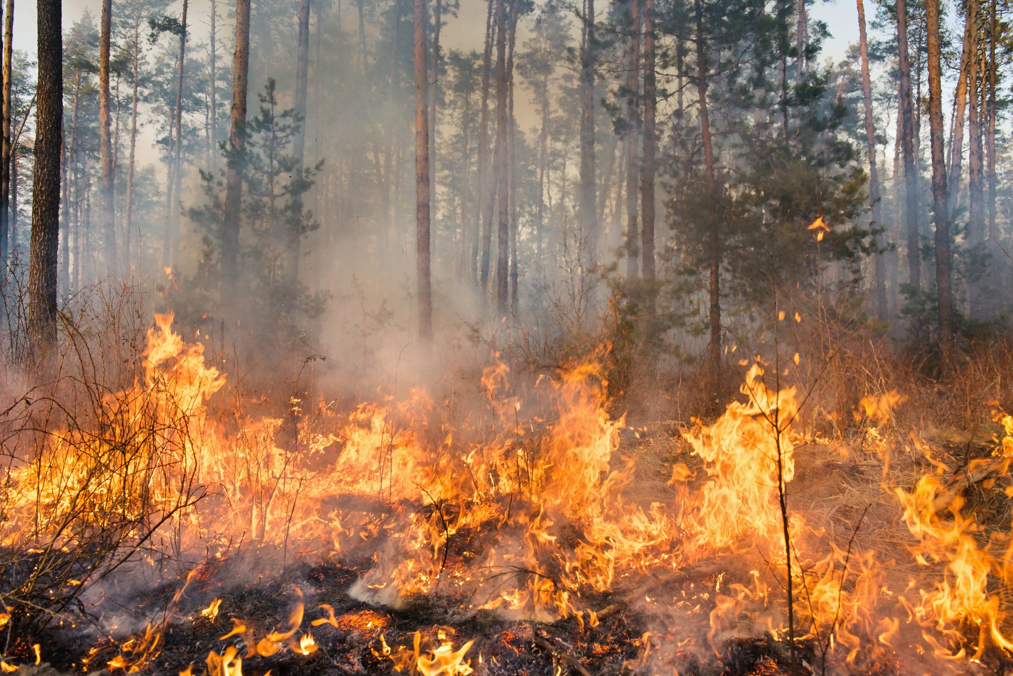 No Virginia, this is not climate change or a natural disaster, its a manmade disaster.