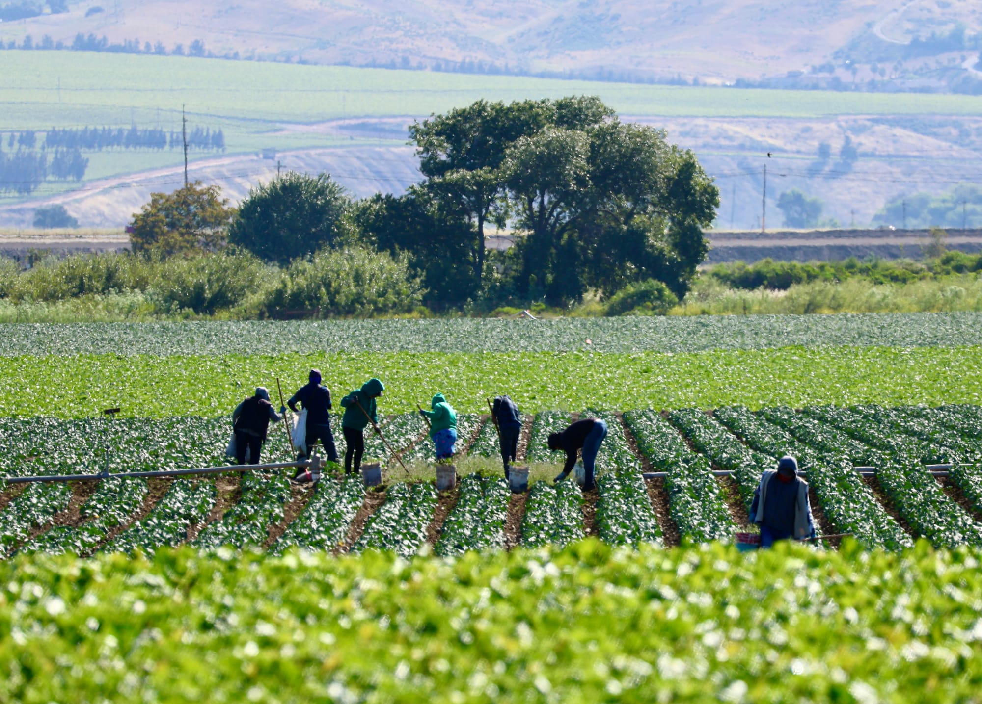 Here's why we have the undocumented getting jobs over Americans.
