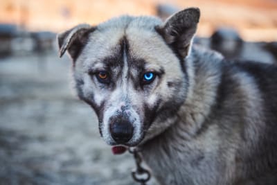 Why I think that Tony the Fauch lied all these years.