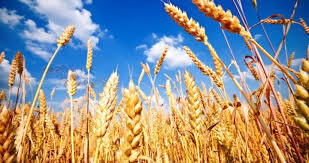 THE HARVEST IS RIPE PART 2 BY PASTOR OLUFEMI JAYEOBA ON 19/11/2024