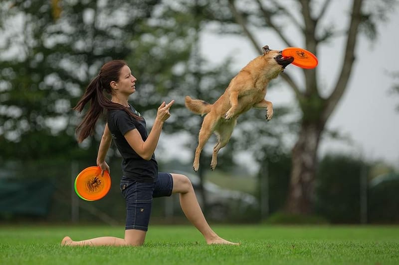 Dogfrisbee