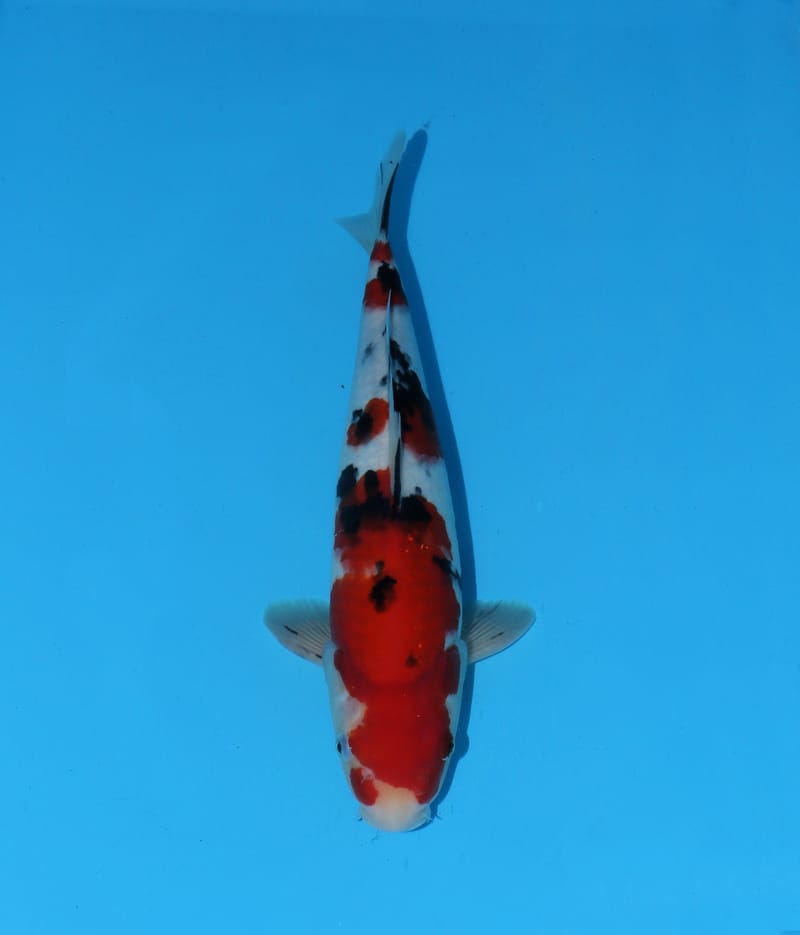 Howie Koi Dorset aquatic shop Dorchester aquatics Fish uk sale