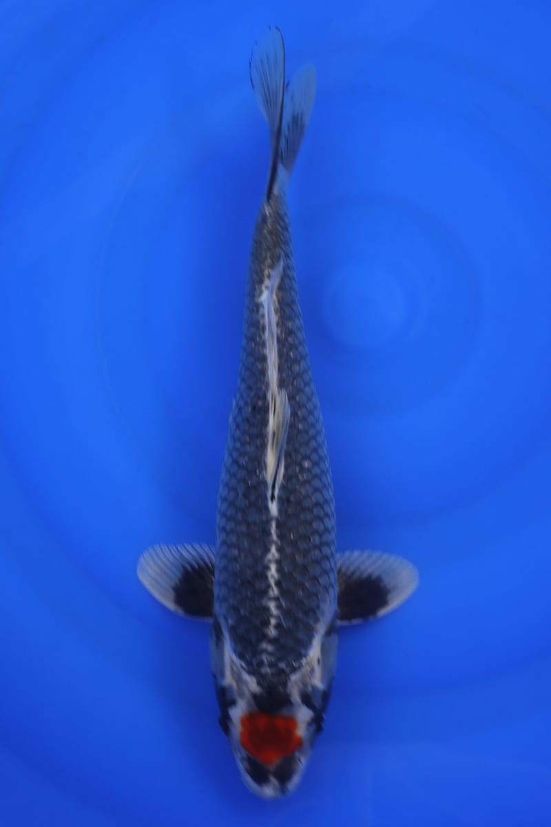 DOITSU KAWARI/ARAGOKE 19CM (WINDOW FISH) TK4 - Howie Koi Dorset