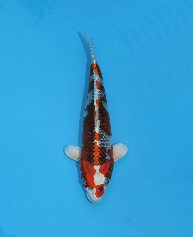 All Varieties - Howie Koi Dorset