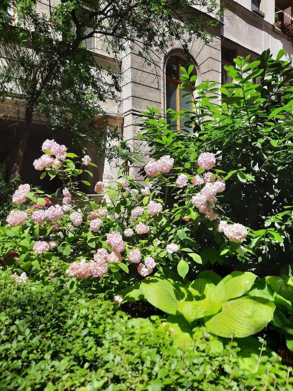 Welcome in Turul Apartment