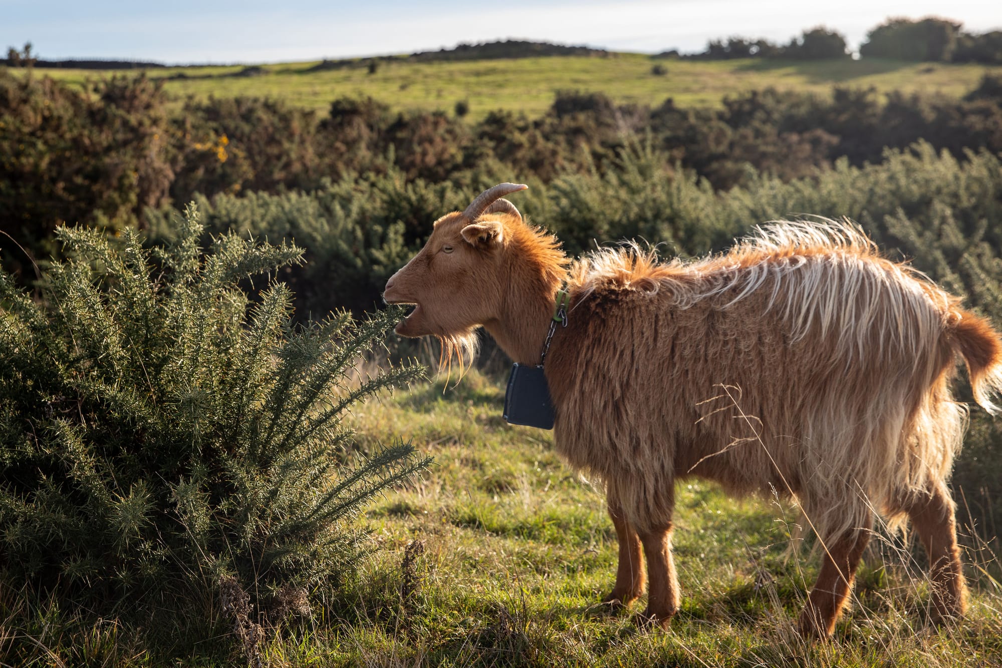 The Goats Have Arrived!