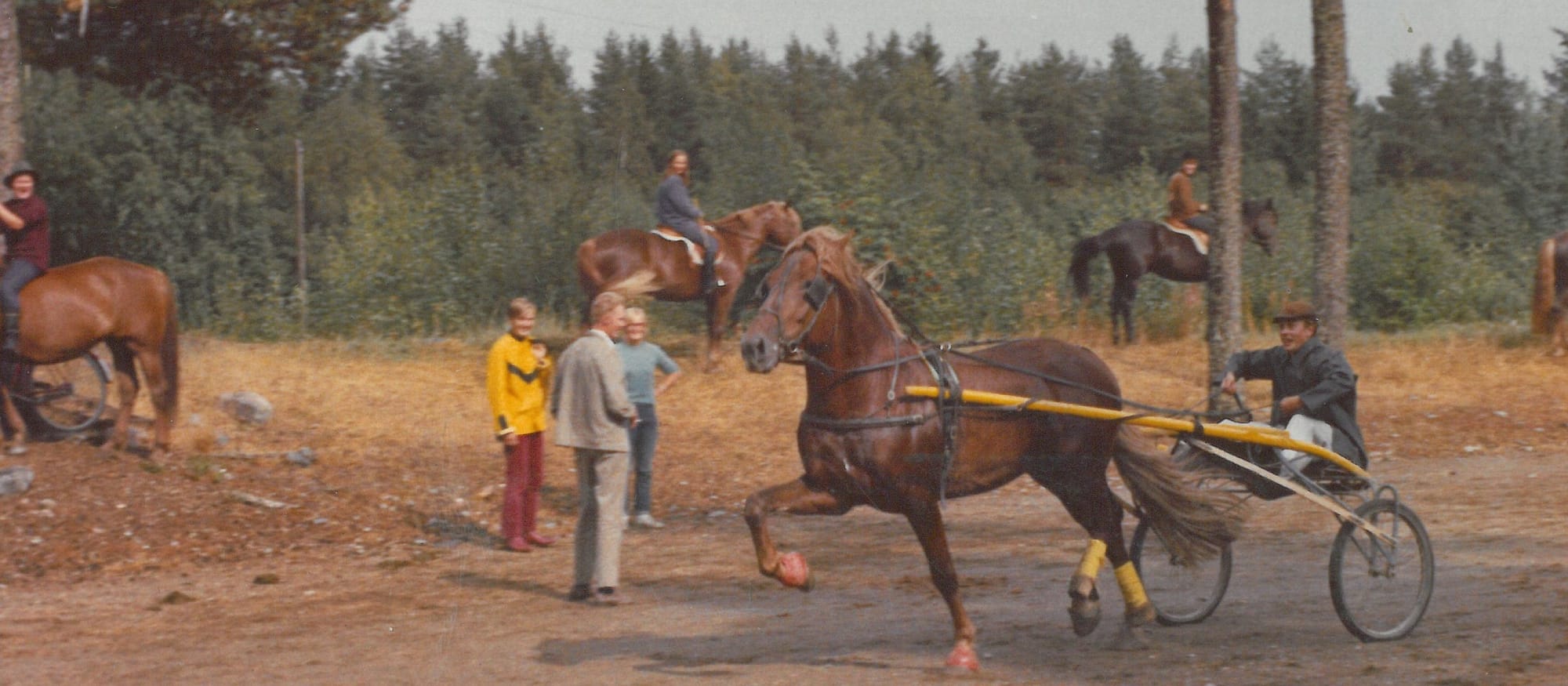 Ypäjän Hevosystäväinseura 80v