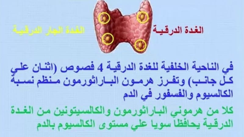#الغدد_الجار_درقية