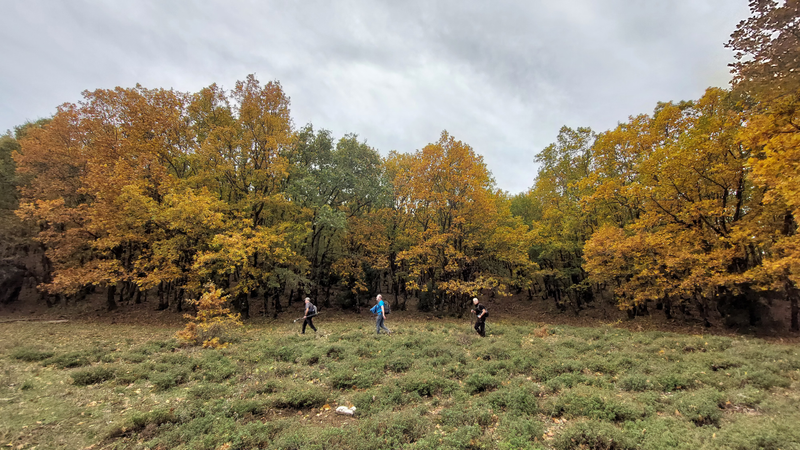 Στα δρυοδάση της Βοιωτίας!