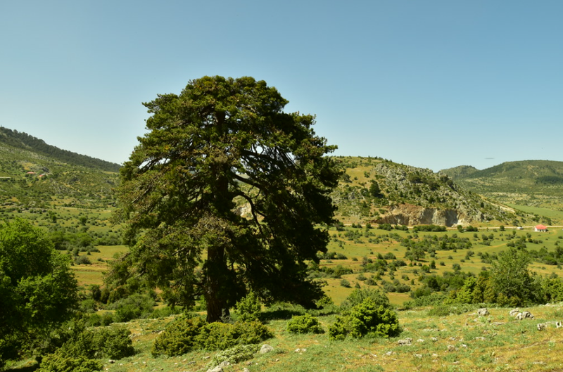 Φλαμπουρίτσα: Το Κρυμμένο Διαμάντι της Ζήρειας!