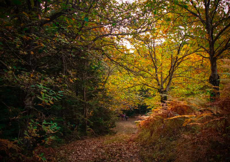 🏔️ “Στις Κορφές των Μουσών: Πιέρια Όρη!