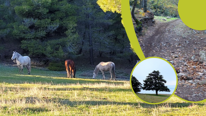 Πεζοπορία στα Γεράνια Όρη!