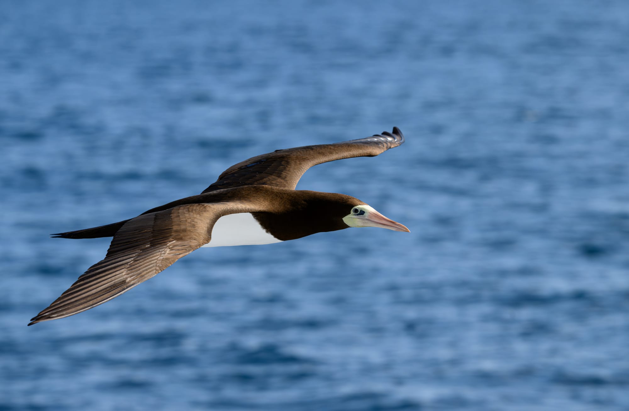 Brown Booby