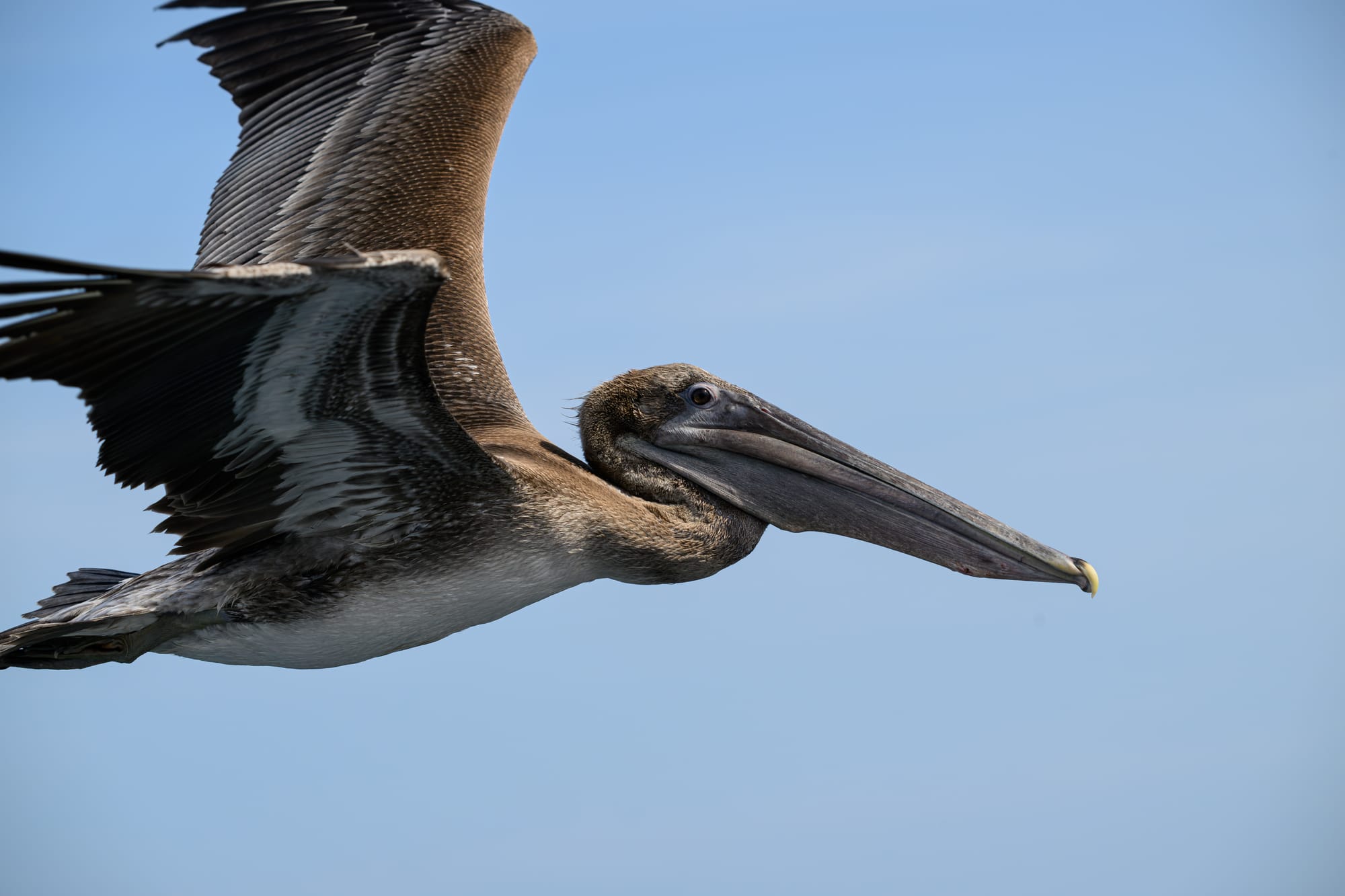 Brown Pelican