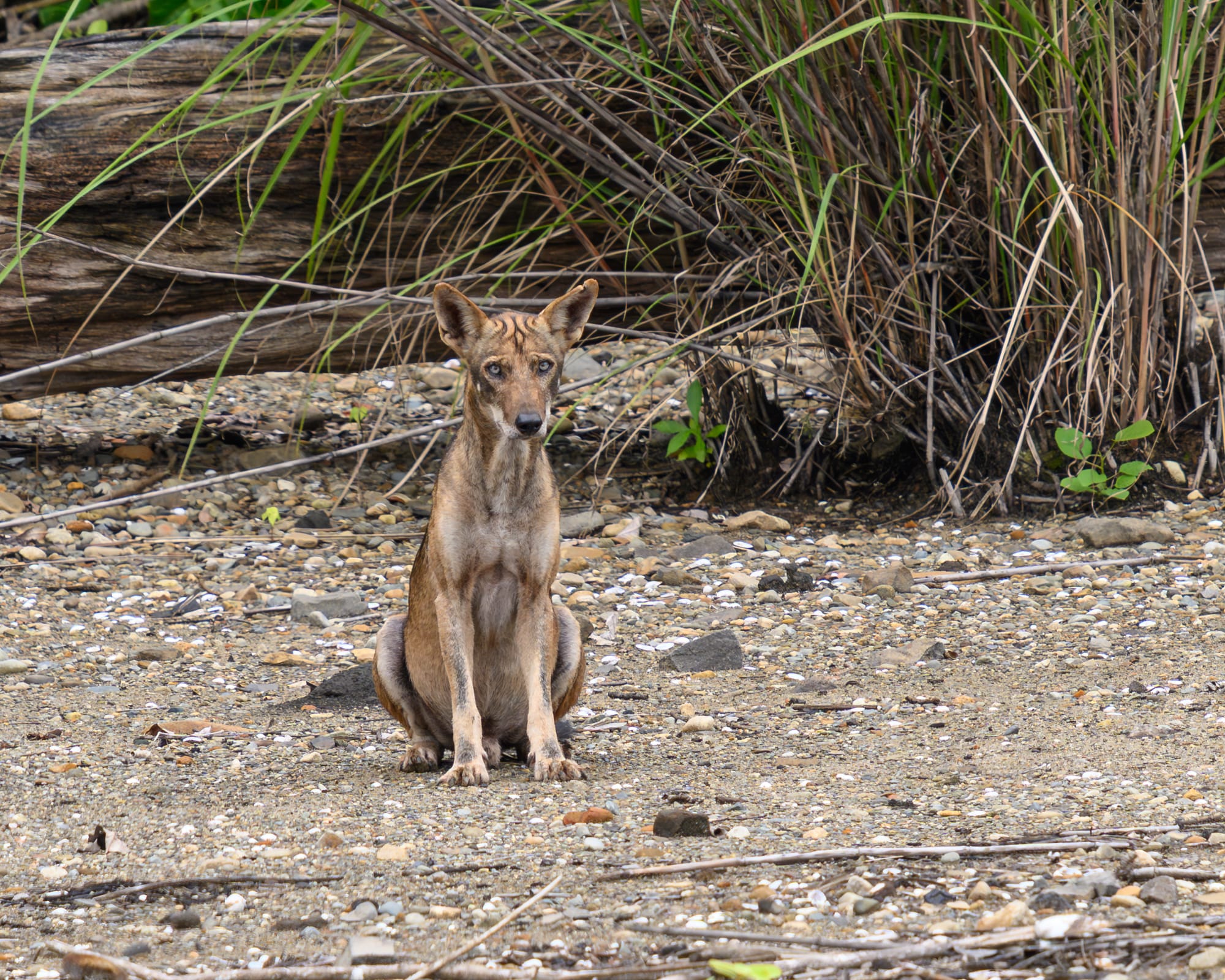 Panamanian Coyote