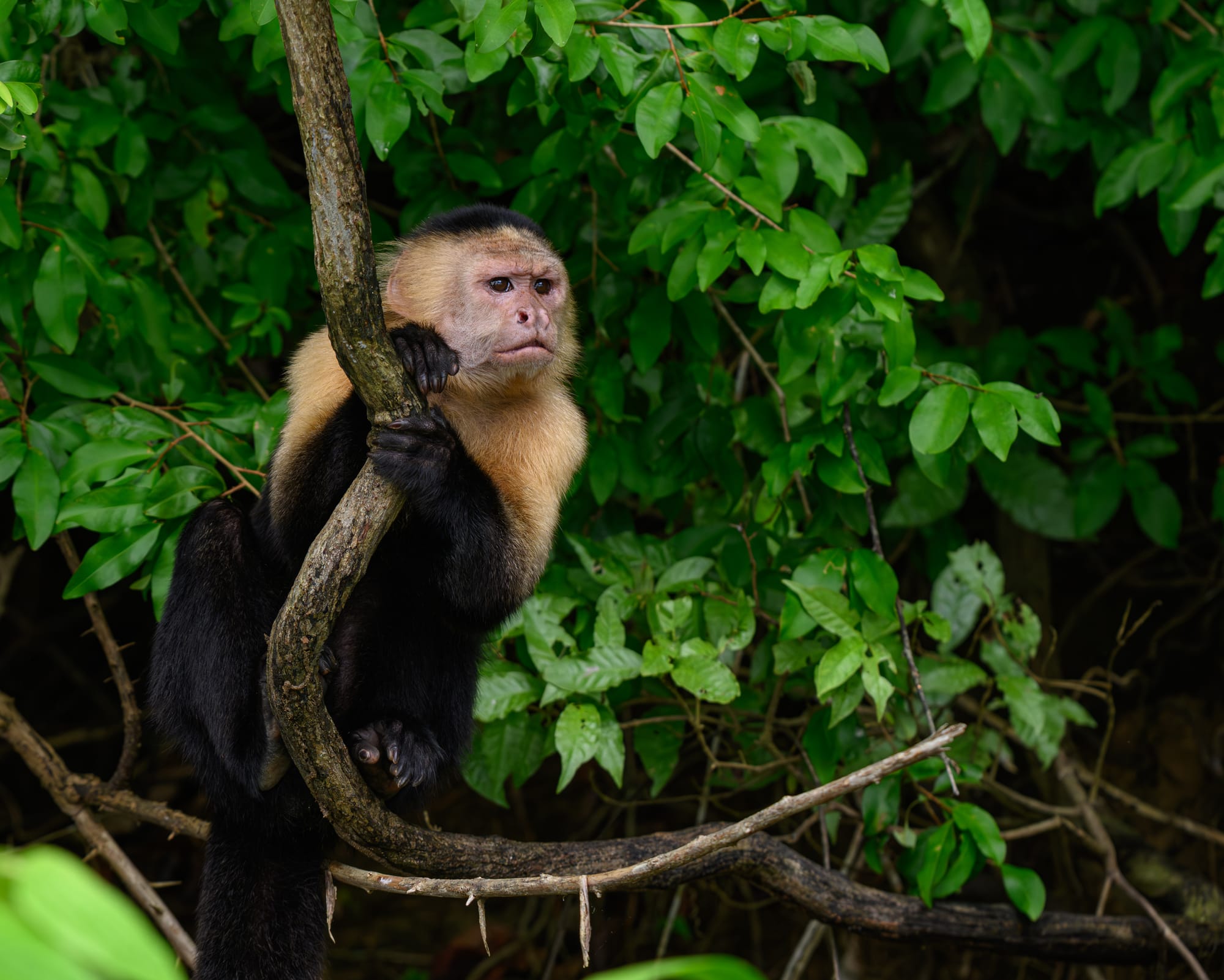 White Faced Capuchin