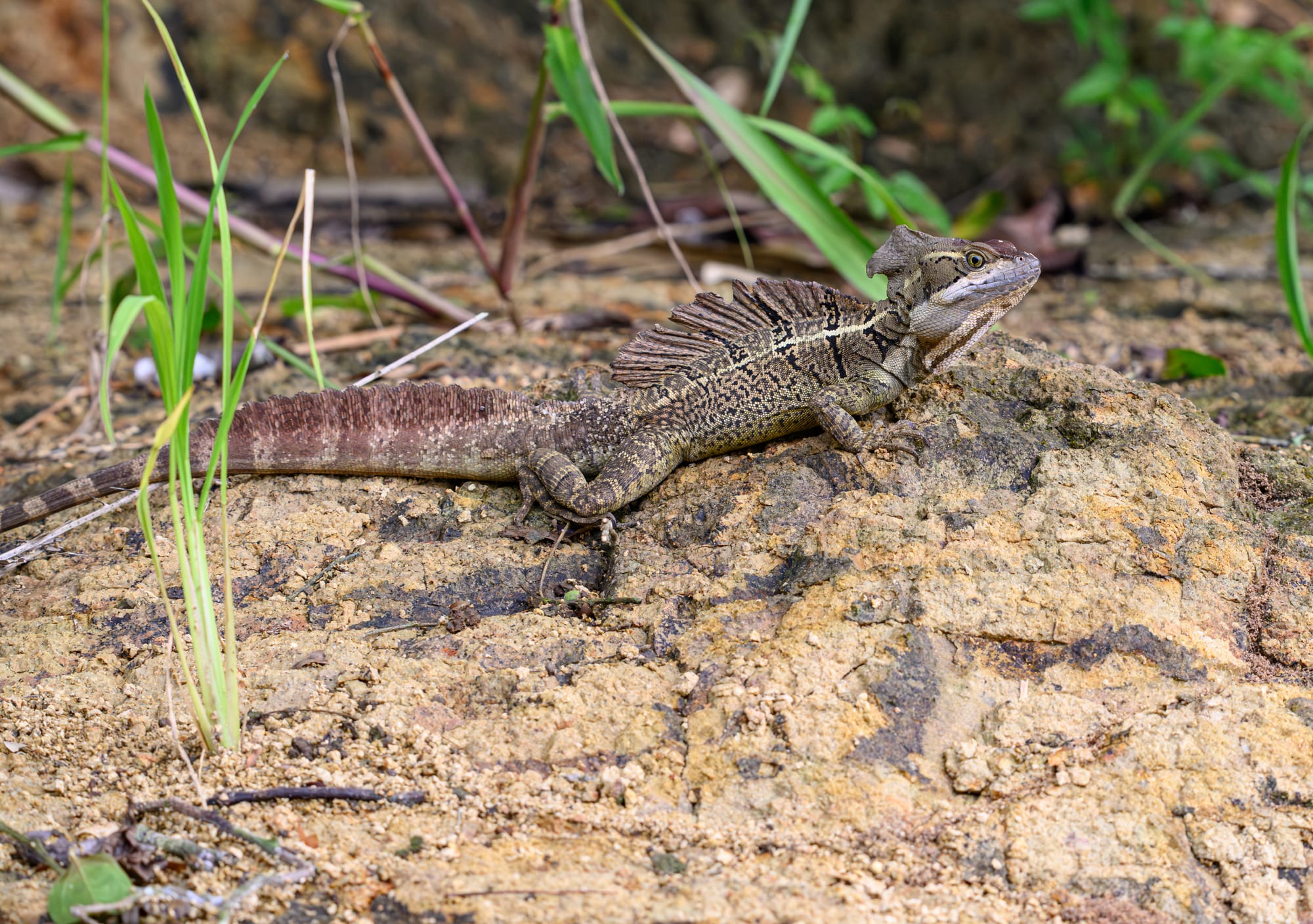 Common Basilisk