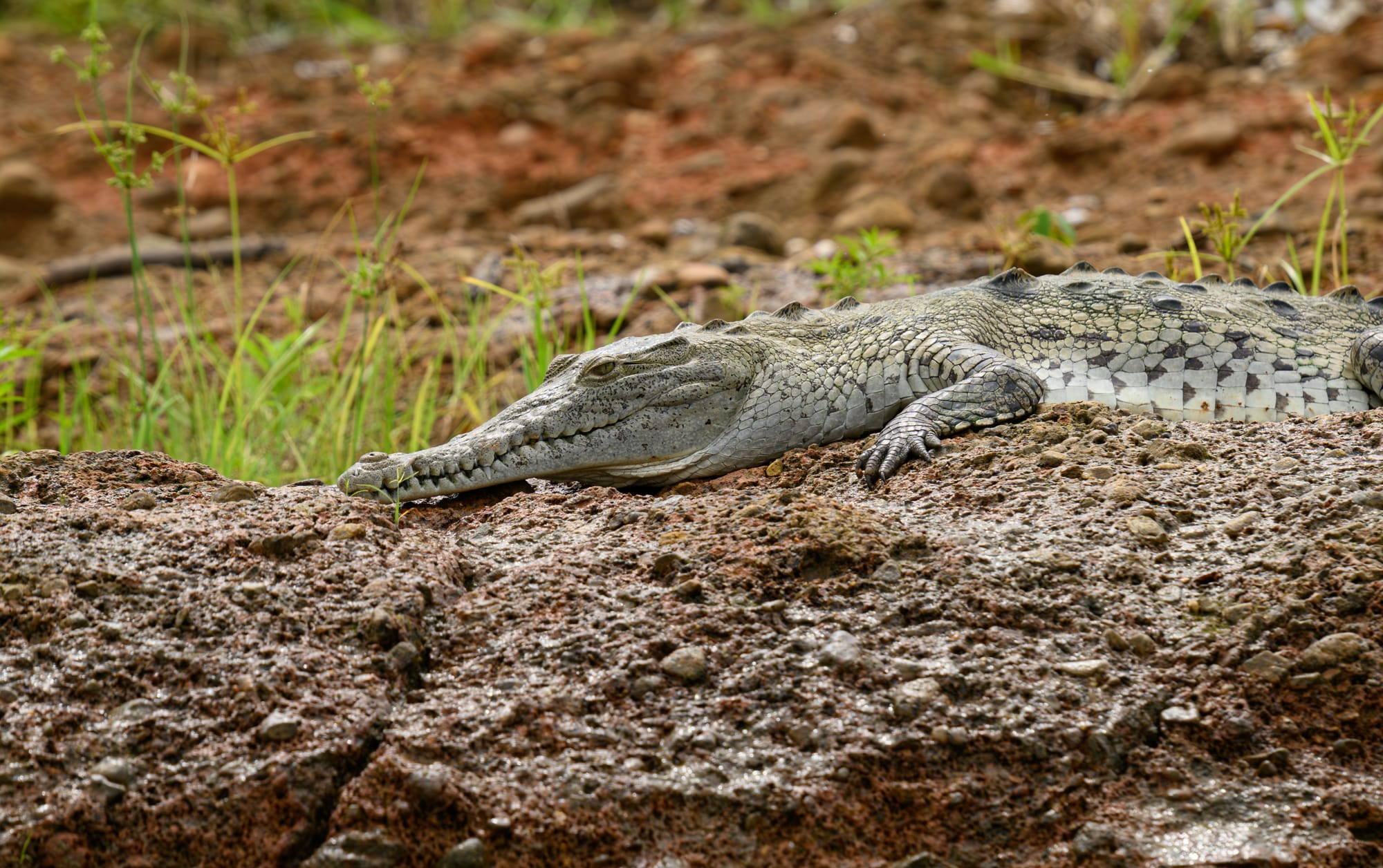 American Crocodile