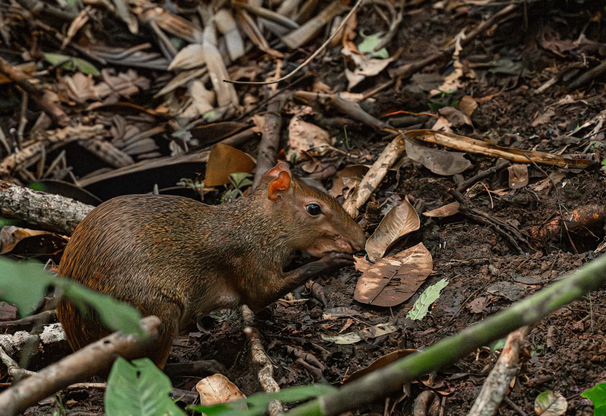 Agouti