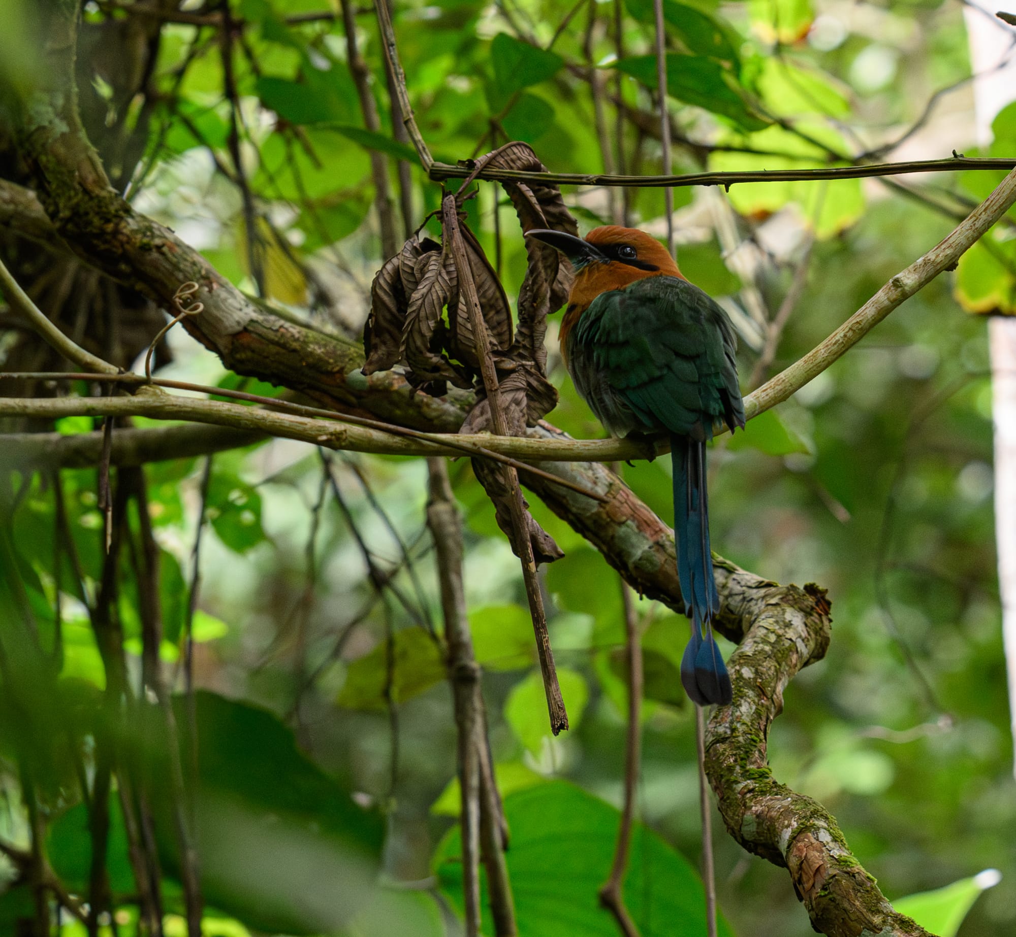 Rufous Motmot