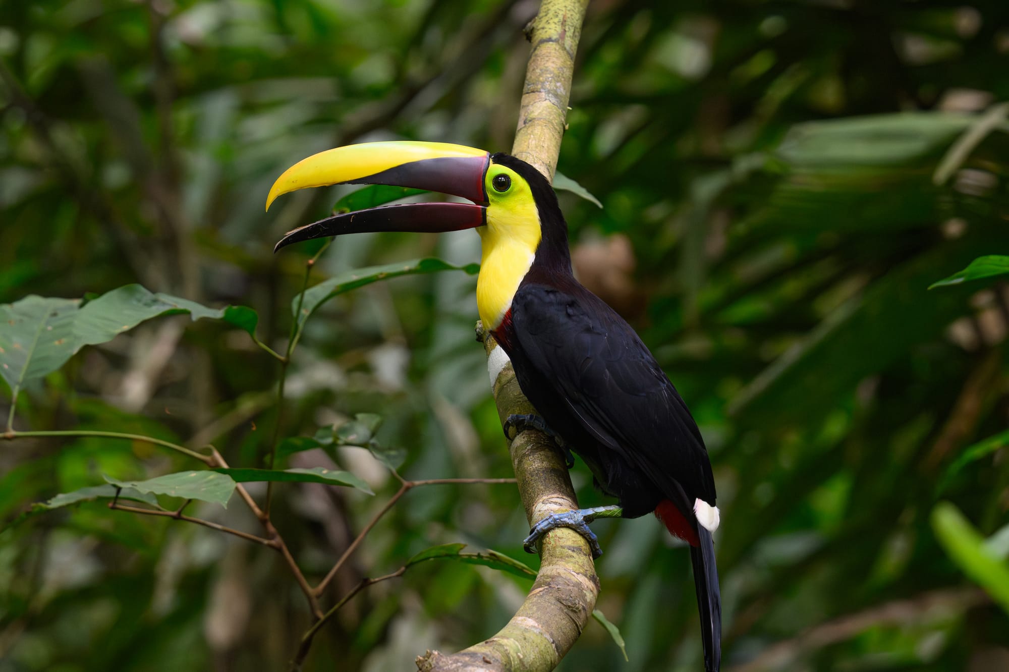 Chestnut-mandibled Tucan