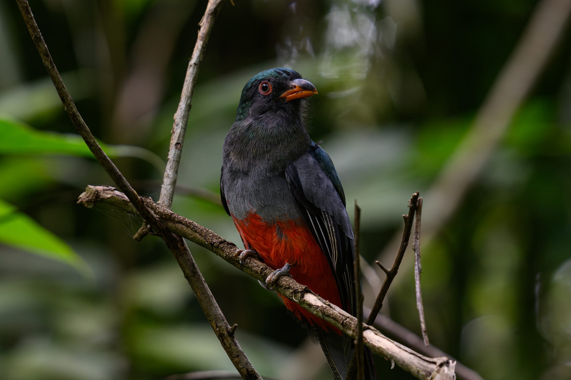 Slaty-tailed Trogon