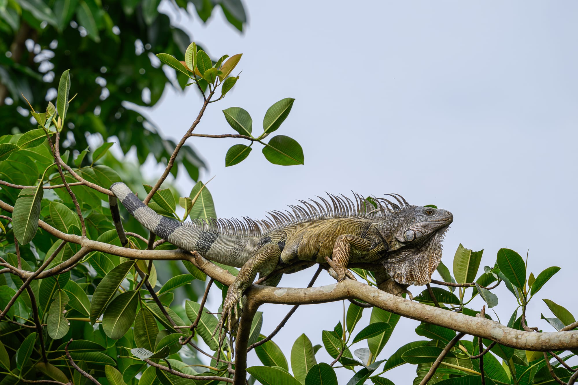 Large Green Iguana