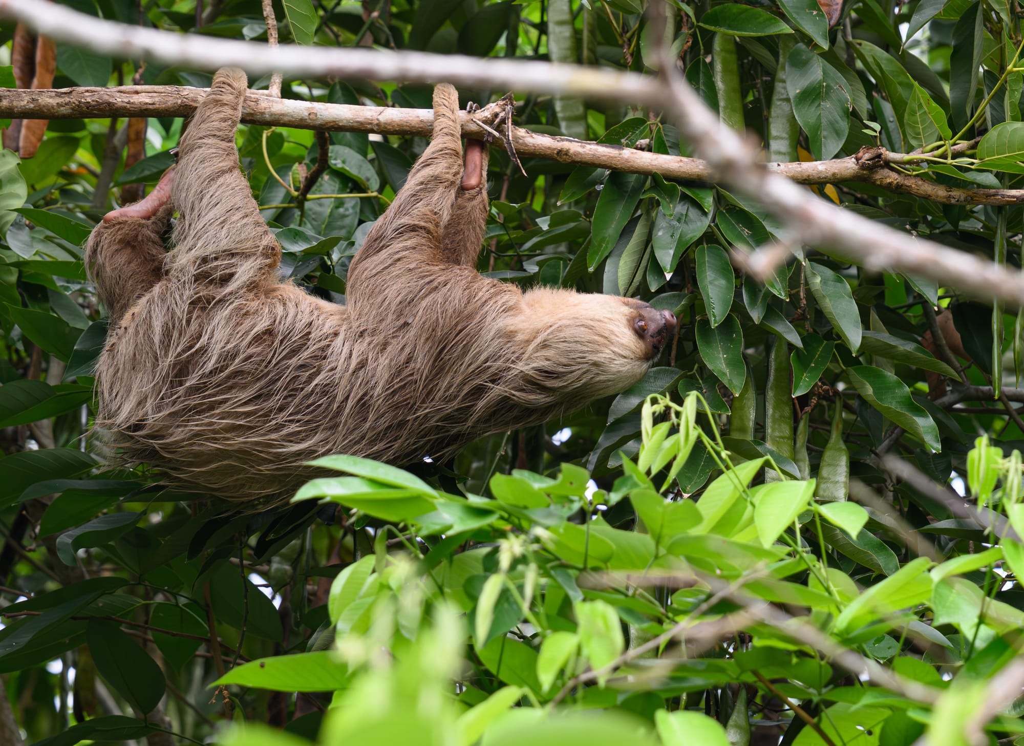 Three Toed Sloth