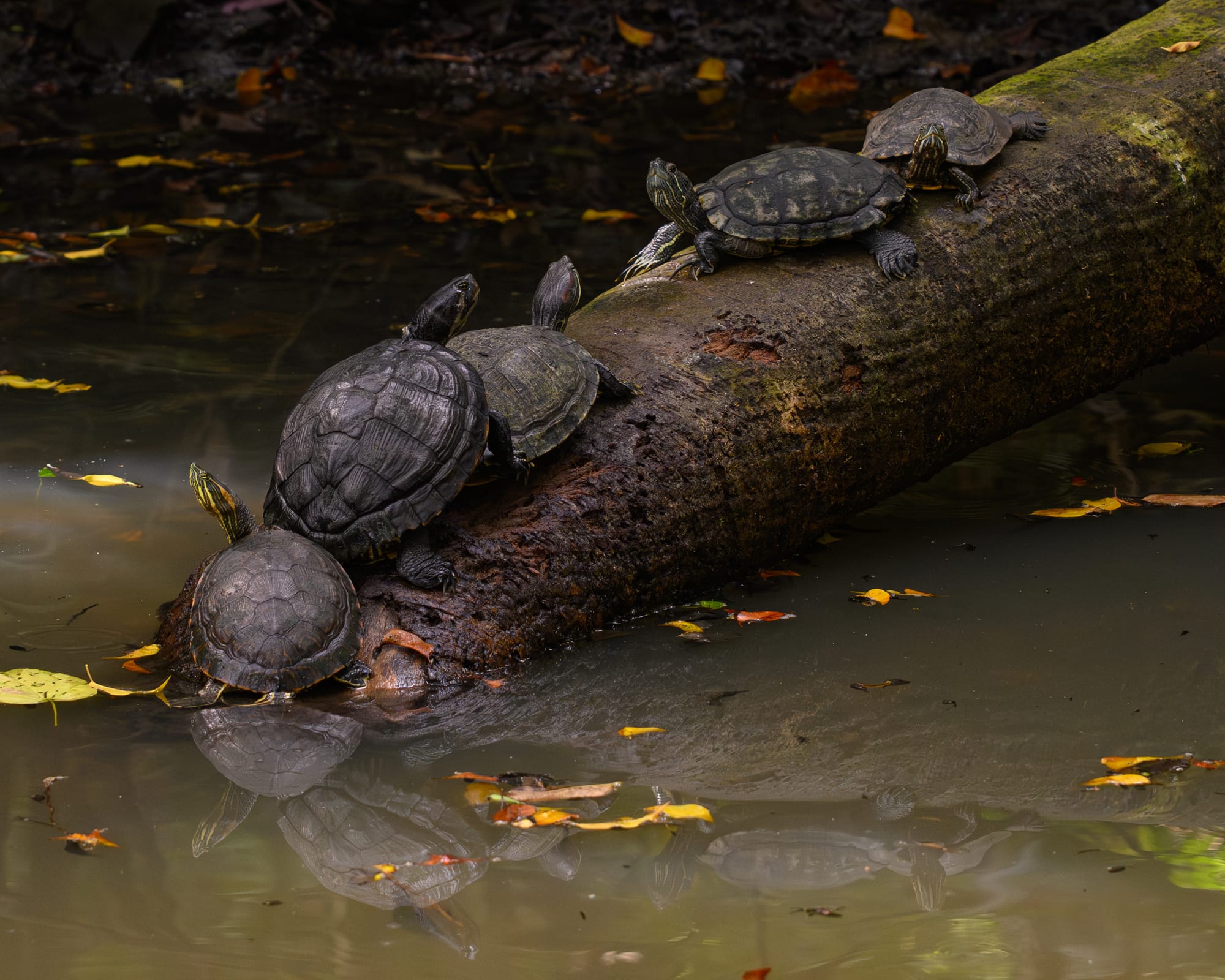 American sliders (Trachemys venusta)