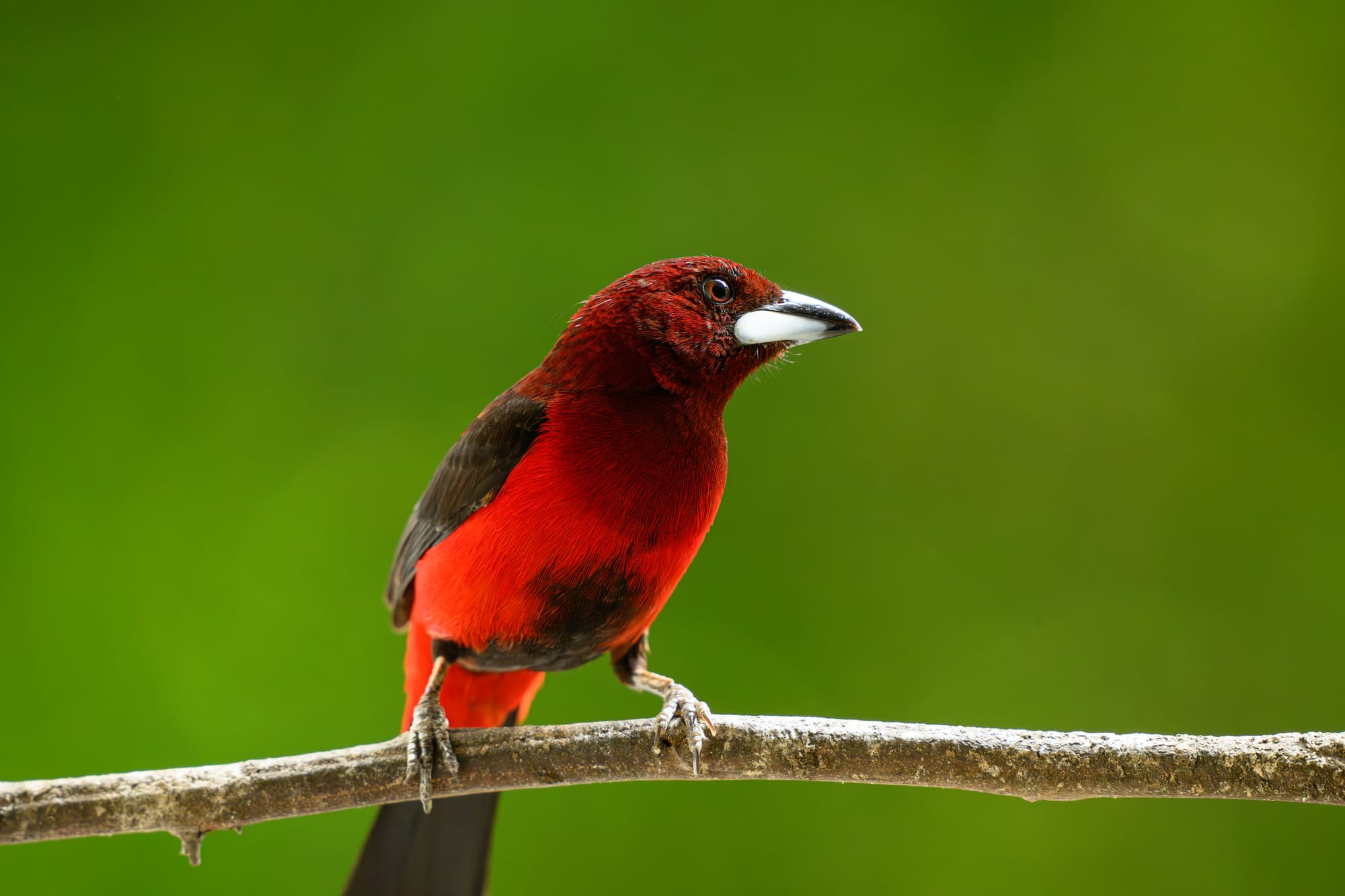 Crimson-backed Tanager (male)