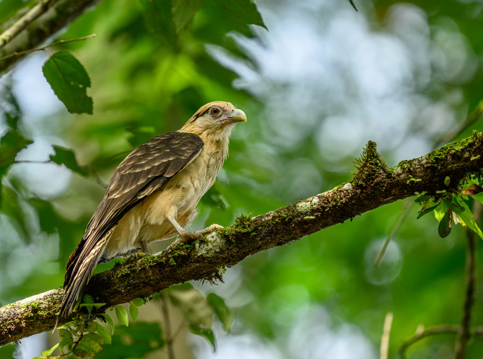 Yellow-headed Caracara