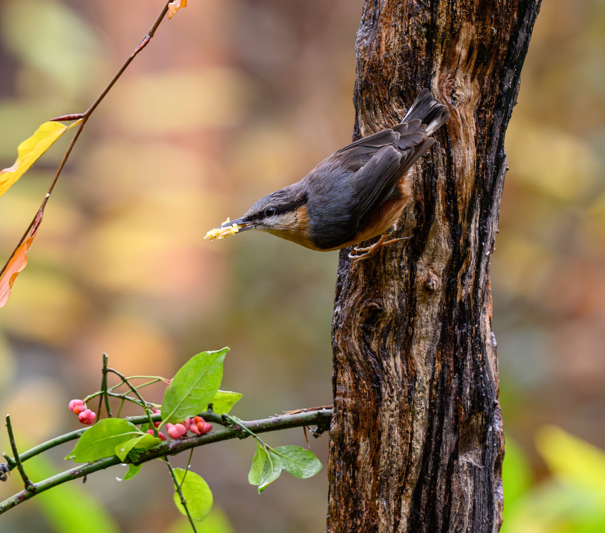 Nuthatch