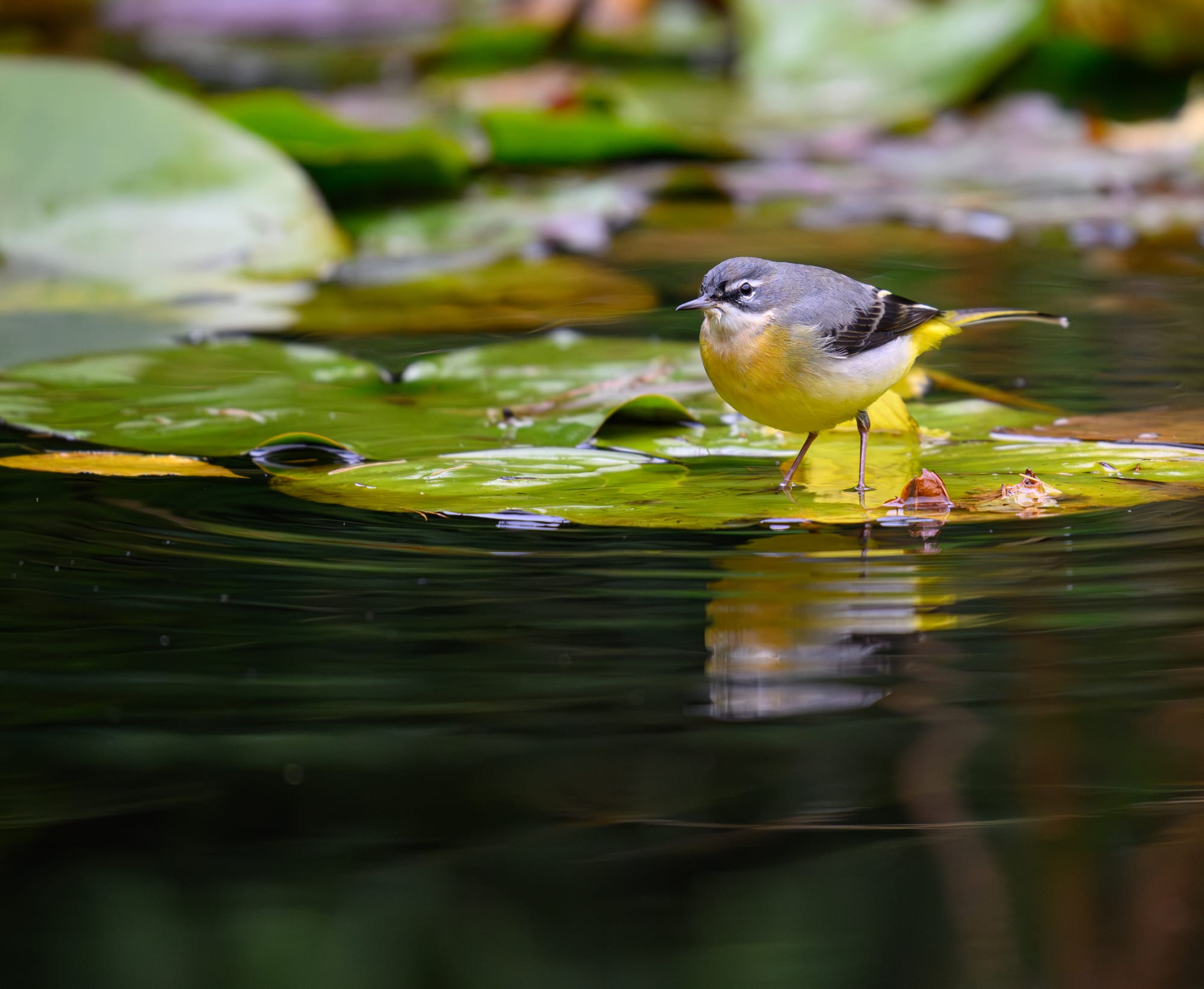 Yellow Wagtail