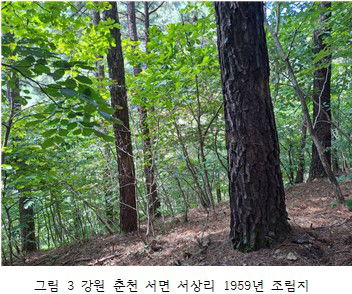 리기테다소나무 종자생산 기반조성 및 구과분석 (2024년 수행과제)