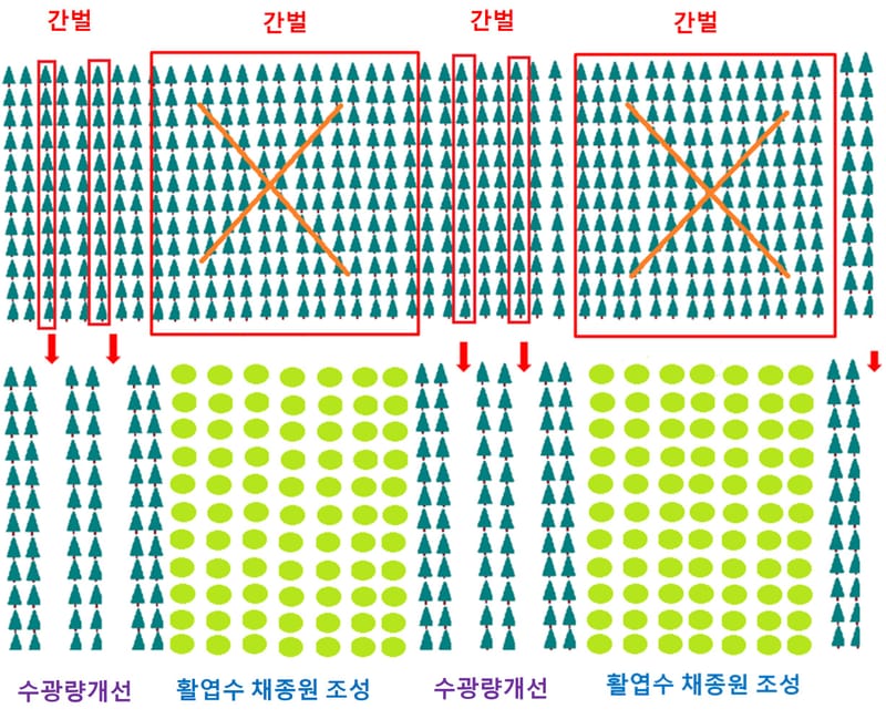 산림자원 생산기반 재구축을 위한 채종원 발전방안 연구(2025년 수행과제)