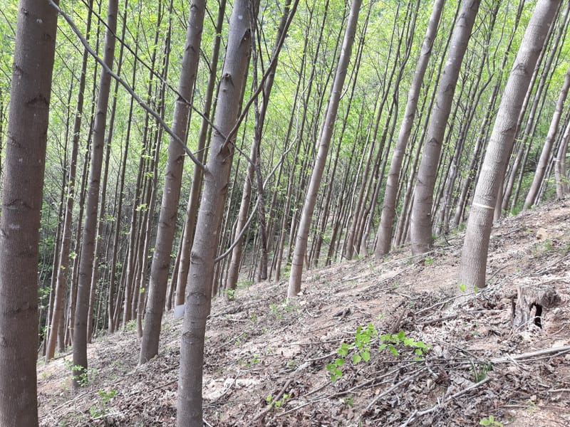 바이오순환림 조림지 모니터링 용역 (2017년)