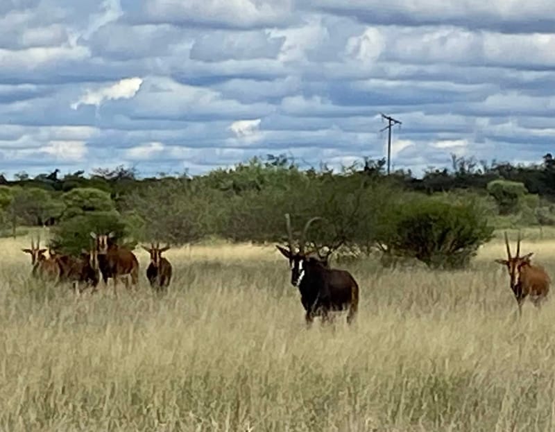 Wildlife