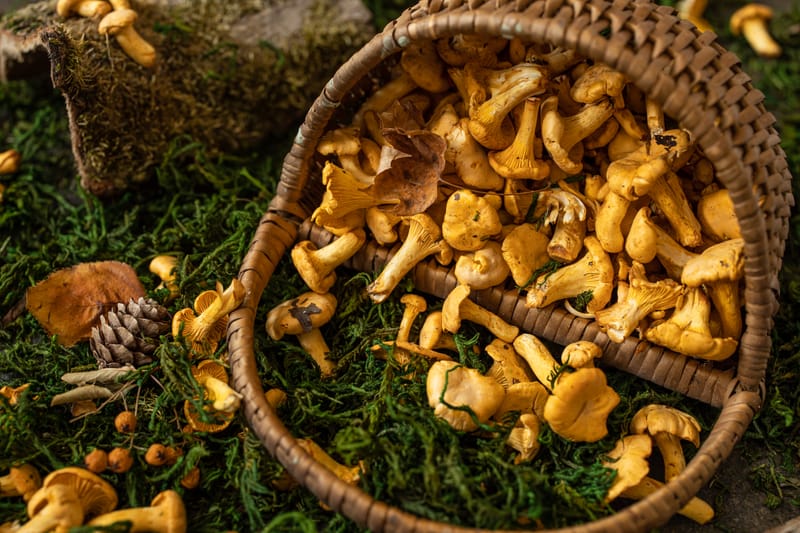 Fricassée de chanterelles