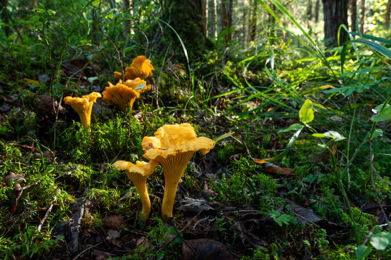 Tagliatelles balade en forêt