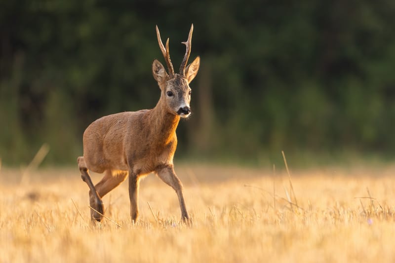 Selle de chevreuil désossée sur assiette