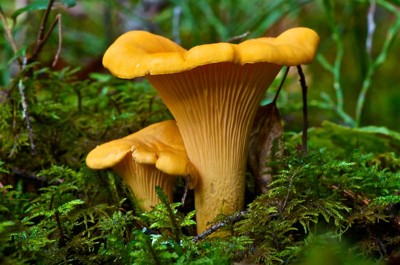 Chanterelles & œuf parfait 64 °C