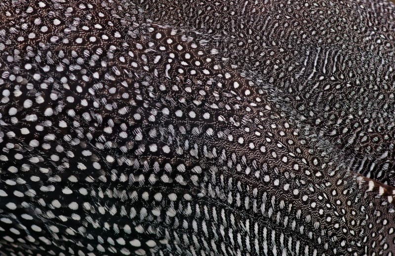 Ballotine suprême de pintade forestière