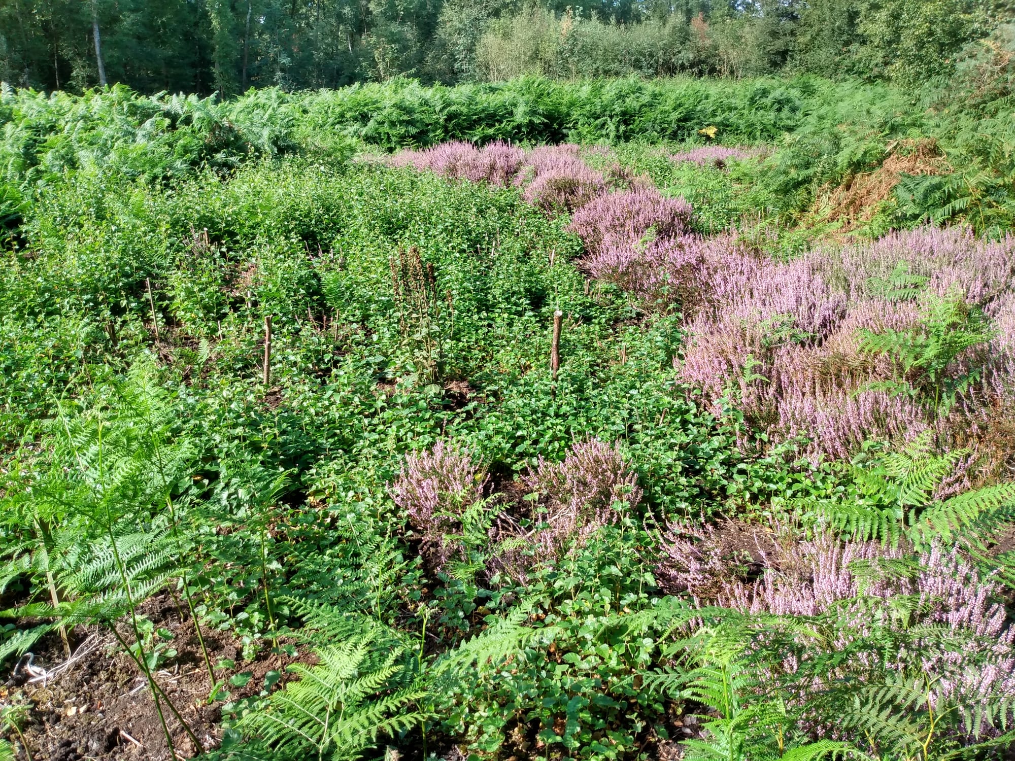 Birch Moss Covert before aftercare
