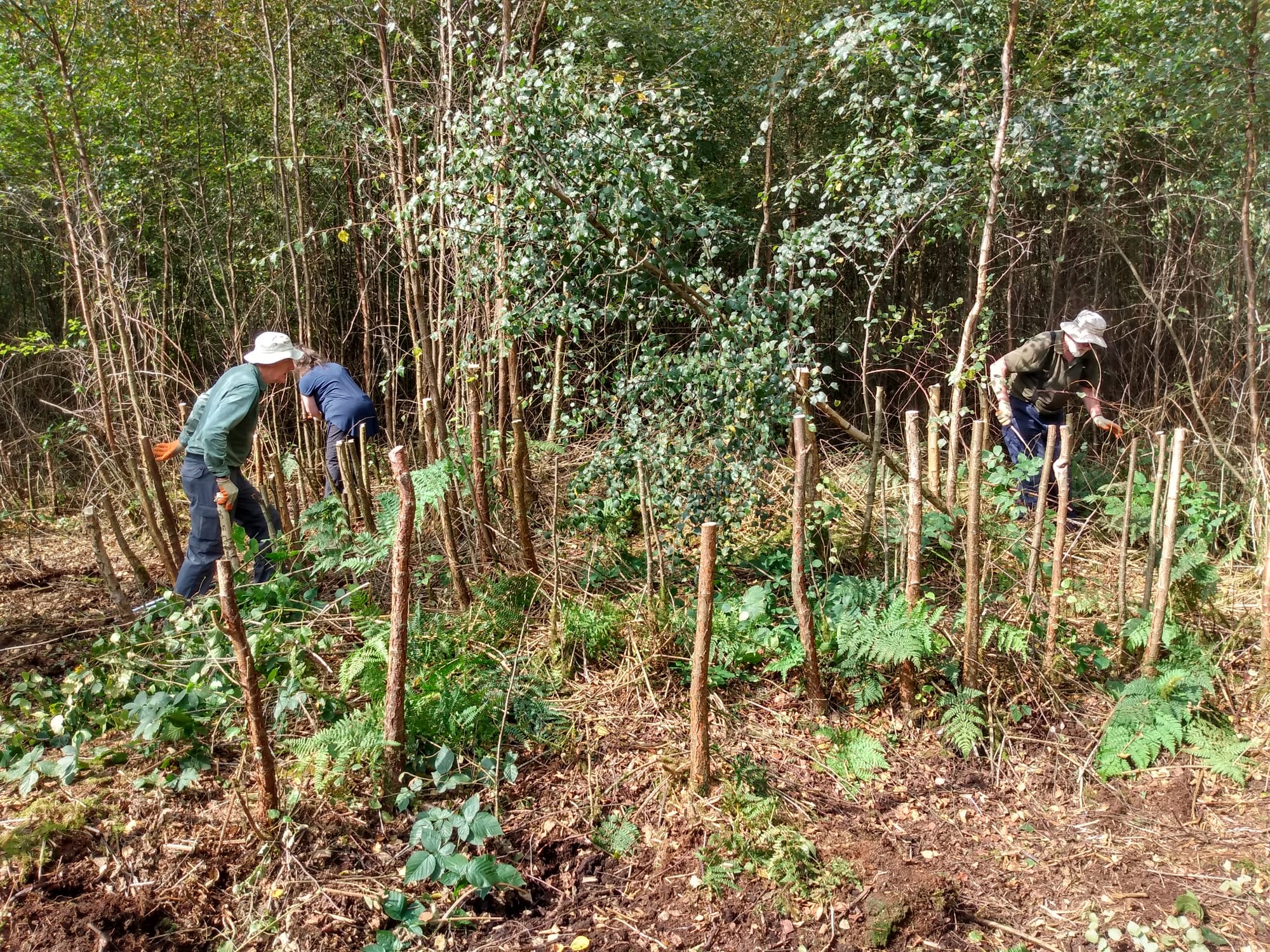 Birch Moss Covert birch thinning