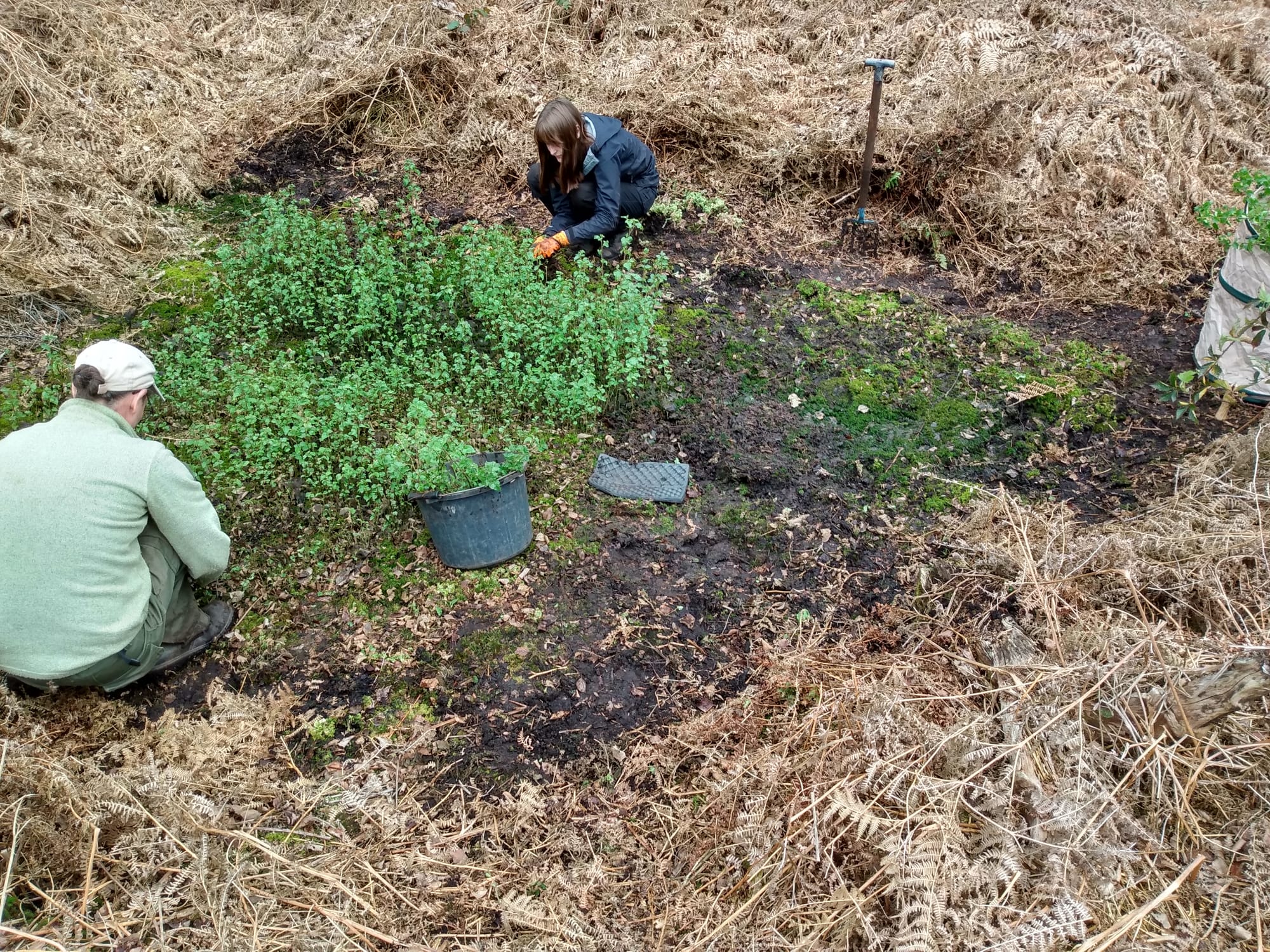 Birch Moss Covert scrape birch seedling removal